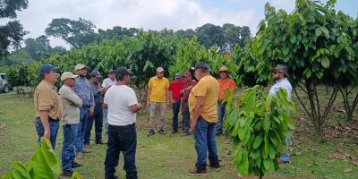 Promueven técnicas de manejo agrícola en plantaciones de cacao en Retalhuleu
