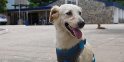 Recomendaciones para proteger a sus mascotas ante la actividad del Volcán de Fuego
