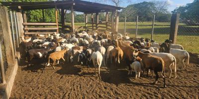 Recomiendan cuidar cultivos y ganado ante persistencia del calor y escasez de lluvia