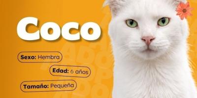 Un hogar para cada gatito