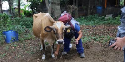 UBA atiende animales en comunidades afectadas por erupción