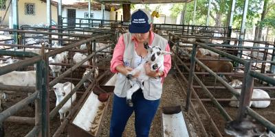 Descartan presencia de Gusano Barrenador en ovinos de finca zacapaneca