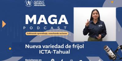 MAGAPodcast | Nueva variedad de frijol ICTA-Tahual