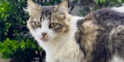Cuidar, esterilizar y prevenir el abandono: claves para el bienestar felino