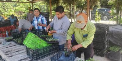 Familias agricultoras reciben plántulas para producir alimentos frescos