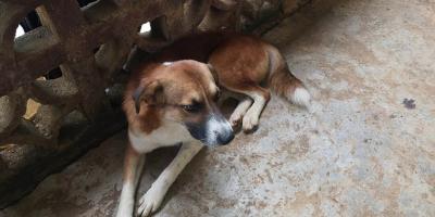 Atienden casos de Gusano Barrenador en perros