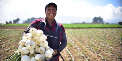 Como cultivar cebolla blanca en casa