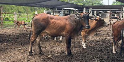 Inspeccionan a 35 bovinos para prevenir el Gusano Barrenador