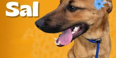 Conoce a Sal, Fanny y Princesa