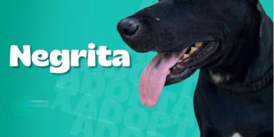 Checha, Negrita y Tunca desean un buen hogar
