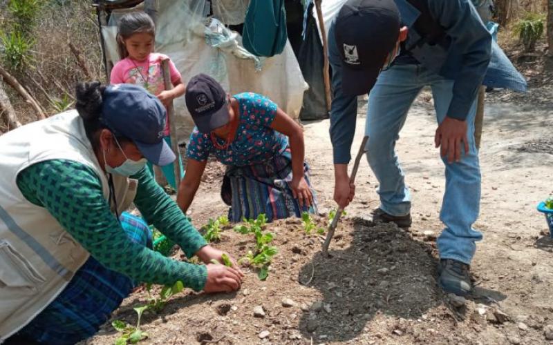 Secretaría de Seguridad Alimentaria y Nutricional 