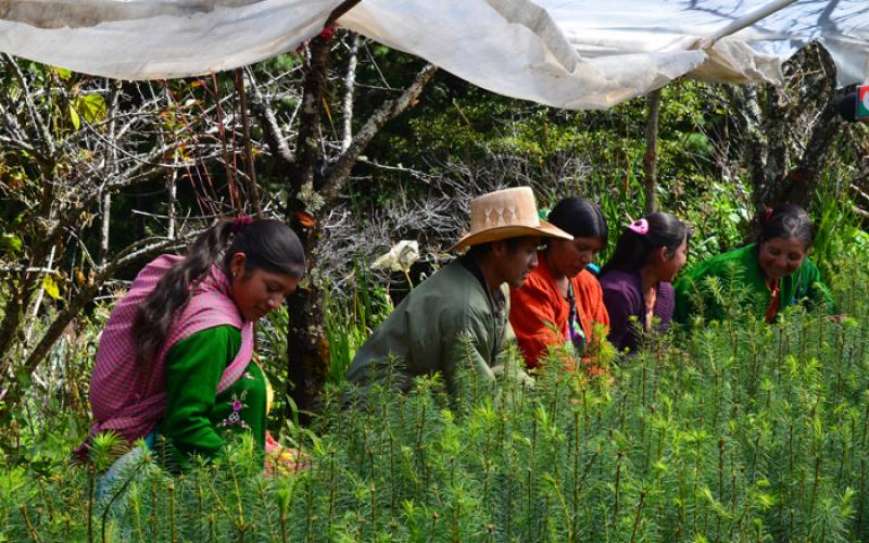 Personas beneficiadas de los incentivos forestales PINPEP.