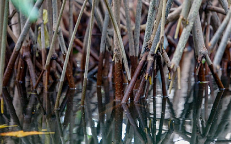 El mangle es un tipo de bosque de gran importancia para el planeta.