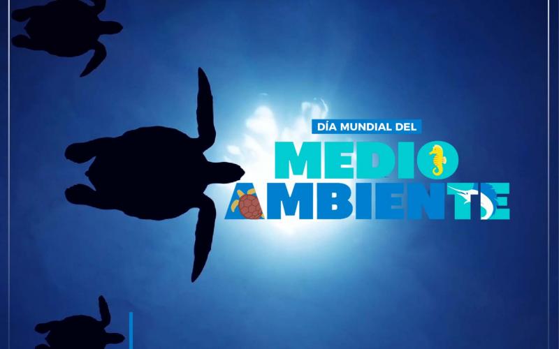 oceano tortuga marina