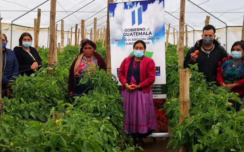 MAGA invierte Q2.7 millones en actividad agrícola de Quetzaltenango