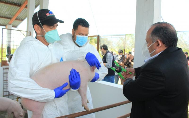 Trazabilidad porcina representa mejores oportunidades para el comercio en Guatemala