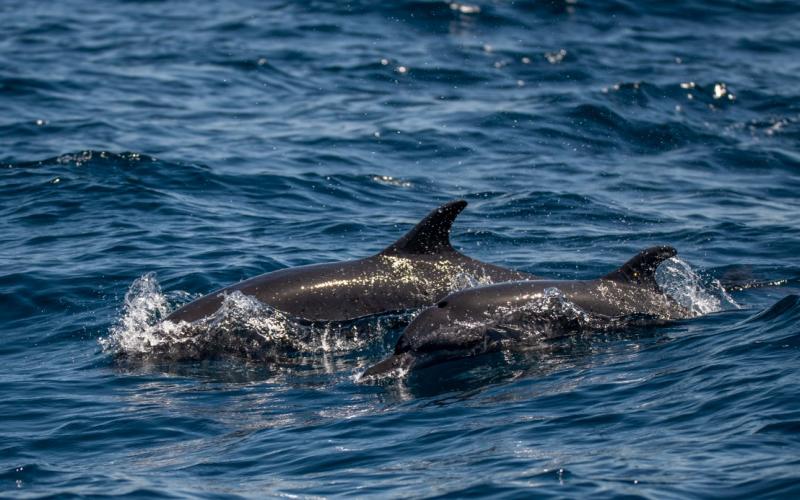  ¡Conservemos la vida marina, ayudemos a conservar a las ballenas y delfines!