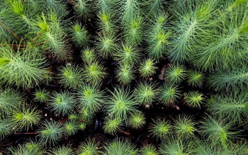 Guatemala plantará tres millones de árboles en el 2021