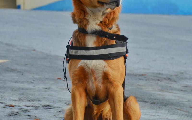 Dragón en las instalaciones de la Secretaría Ejecutiva de la CONRED.