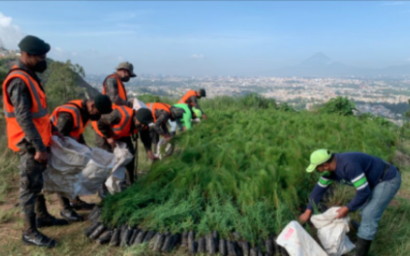 Ejército de Guatemala efectúa reforestación en la colonia Cipresales, zona 18