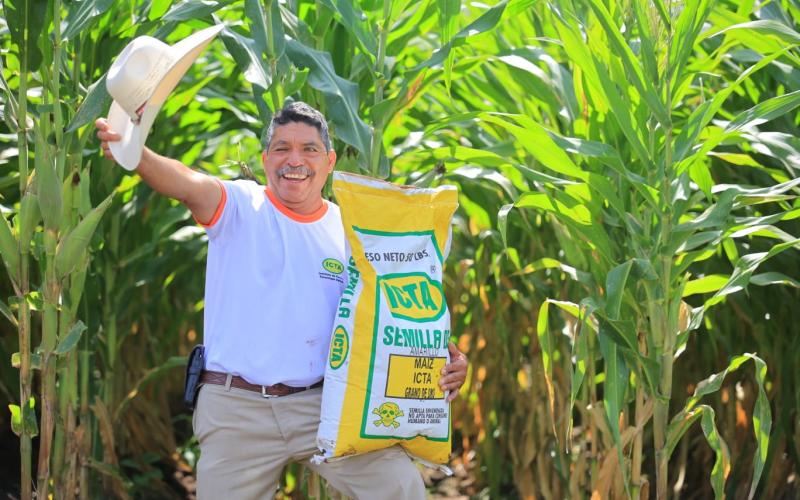 Guatemala cuenta con una nueva variedad de maíz 