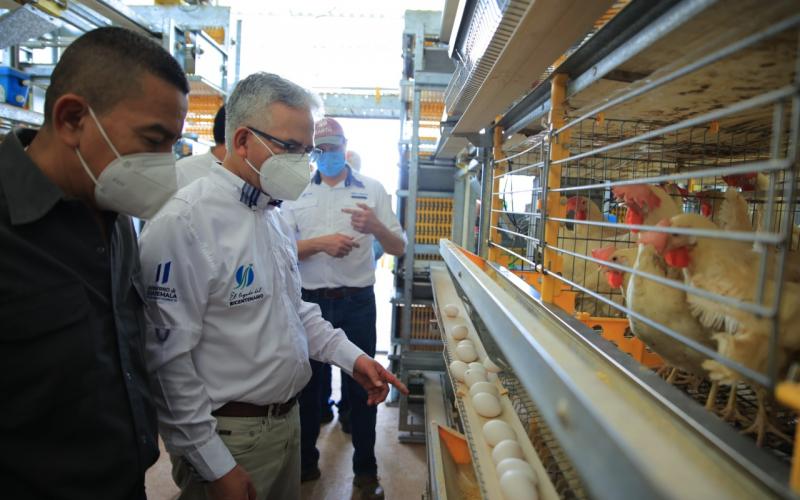 Producción avícola inyecta desarrollo a familias de Taxisco, Santa Rosa