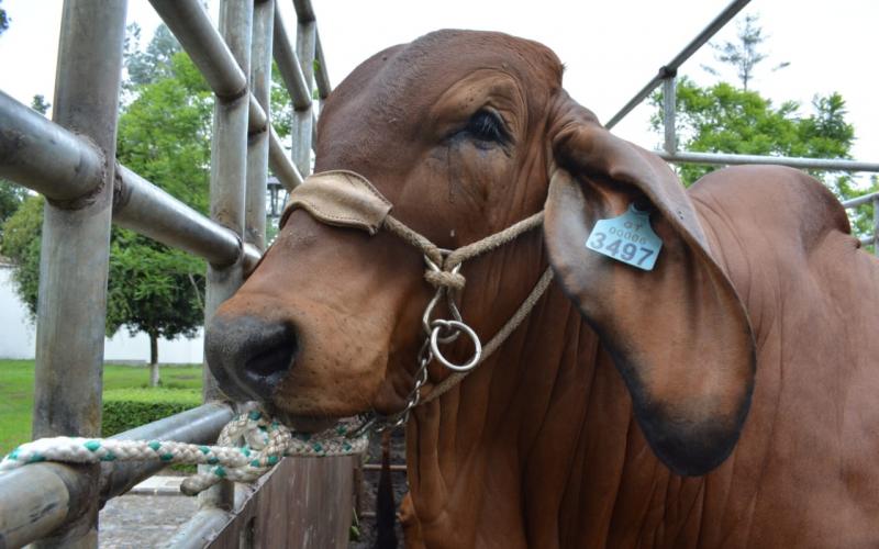 Avanza proceso de trazabilidad bovina en el territorio guatemalteco