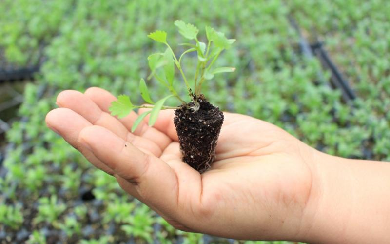 El MAGA entrega pilones para fortalecer las capacidades productivas de los agricultores