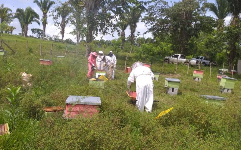 MAGA monitorea producción de miel ante amenaza de insecto