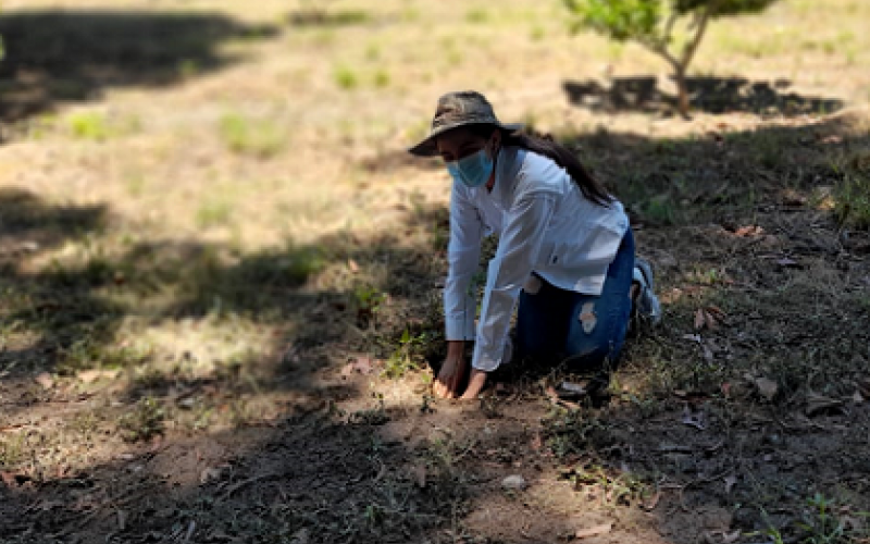 Reforestemos Guatemala plantará tres millones de árboles durante el 2021