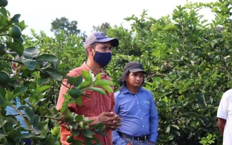 Productores de limón persa en el sur de Petén reciben apoyo del MAGA