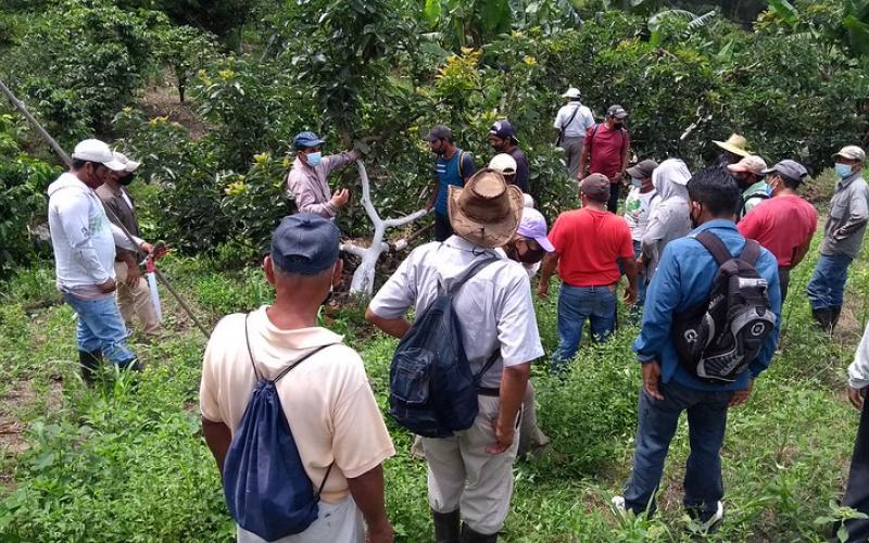Intercambio de experiencias sobre la producción de aguacate