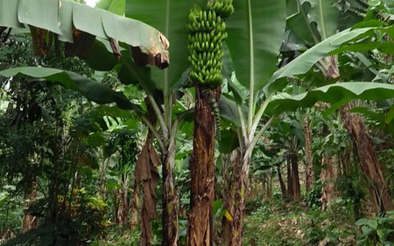 Campesinos cosecharan banano de la variedad cubano