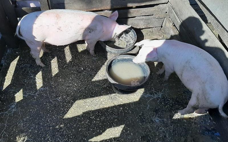 Familias beneficiarias implementan proyectos productivos