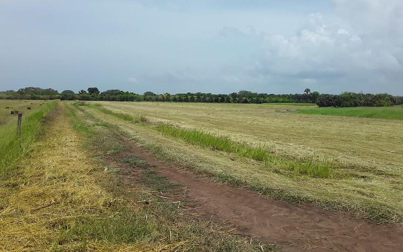 Comunidad Mam Cajola ejecutará el Subproyecto de Establecimiento de Plantaciones Forestales