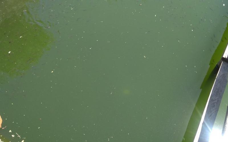 Continúa la producción de tilapia en Finca La Esmeralda