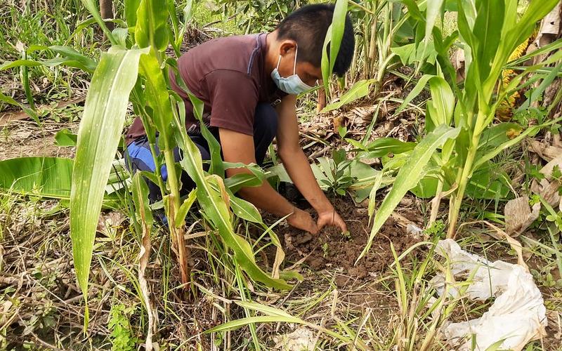 Acciones de reforestación en Finca Lagartos II