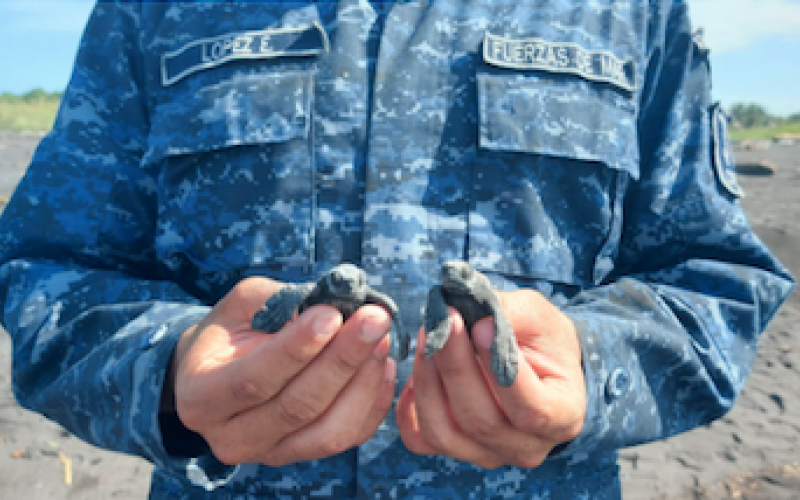 Ejército de Guatemala apoya conservación de la tortuga marina