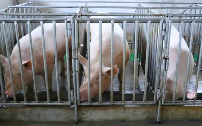 Guatemala busca declaración de país libre de Peste Porcina Clásica