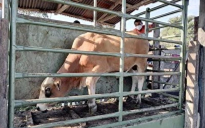 Comunidad Agraria comercializa ganado bovino de engorde
