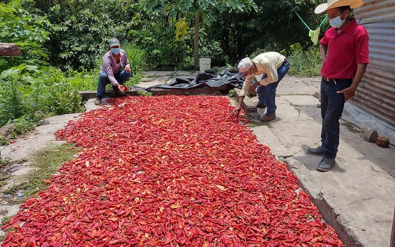 Campesinos proyectan  cosechar 30 quintales de chile