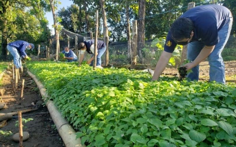 Extensionistas  entregan hierba mora a productores