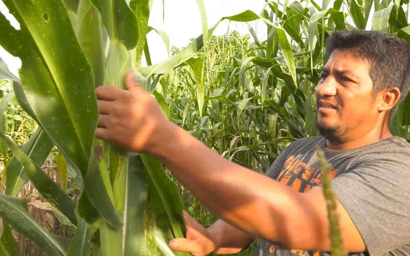 El MAGA fomenta las capacidades productivas en el área rural