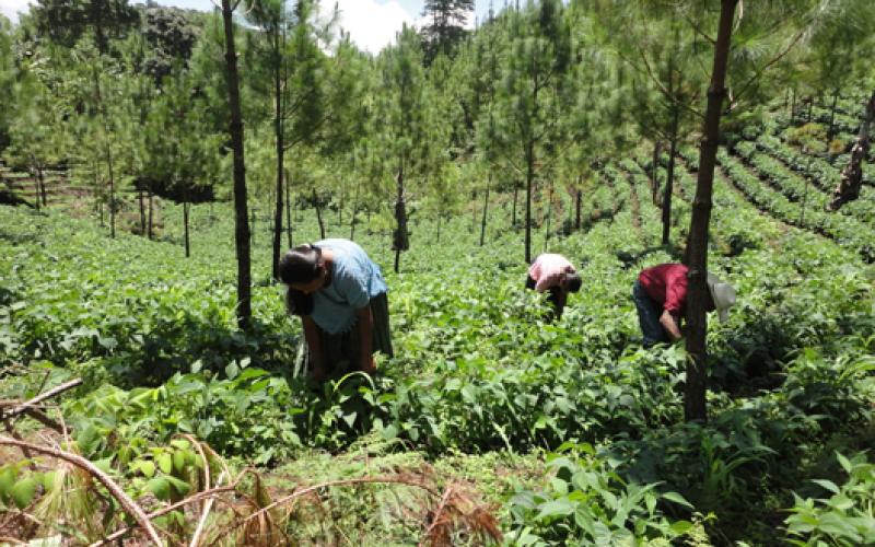 Beneficiarios de incentivos forestales