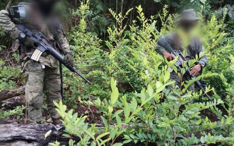 Erradicación de ilícitos en El Estor, Izabal