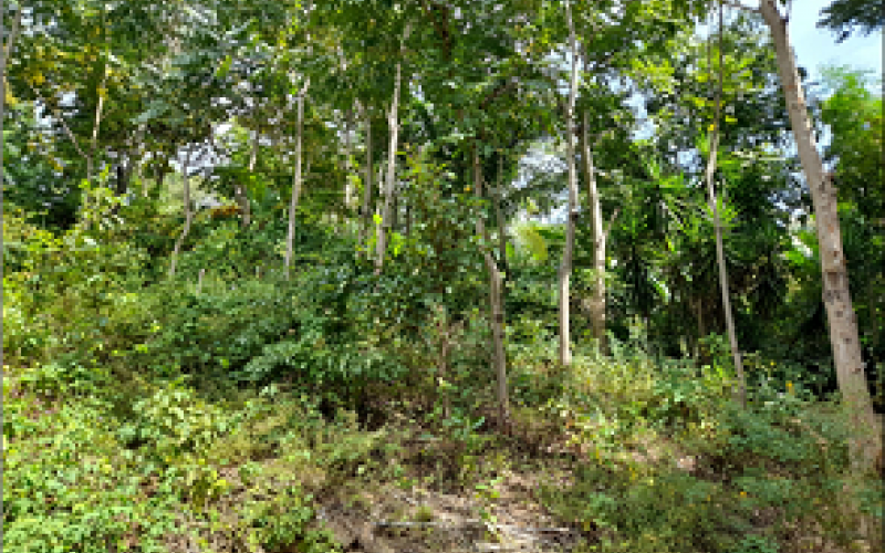 Bosques reforestados en El Progreso