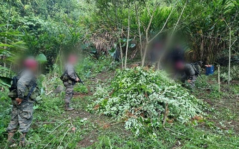 Ejército de Guatemala localiza y erradica más de 200 mil  arbustos de coca en Livingston Izabal