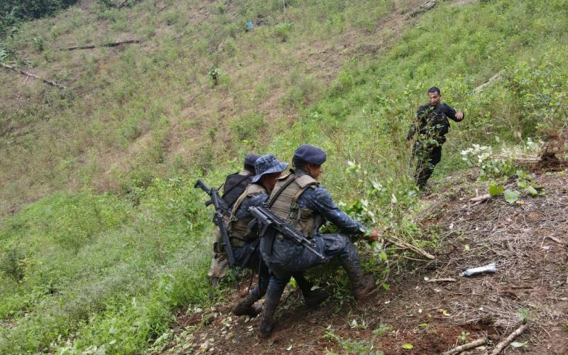 Erradicación de hojas de coca en Izabal.