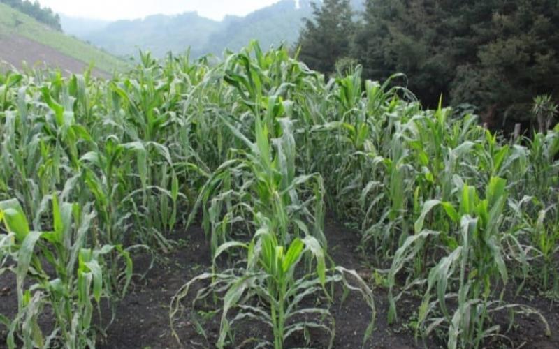 El frío por las noches y madrugadas predominará esta semana