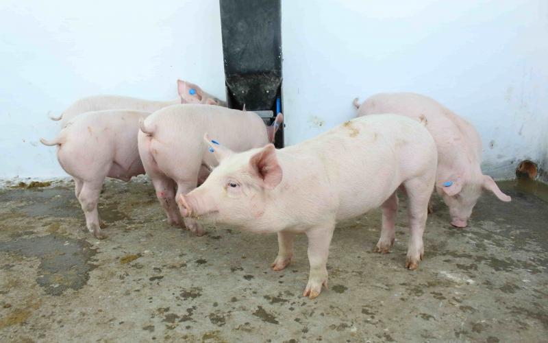 MAGA garantiza protección para la producción de cerdos en Guatemala